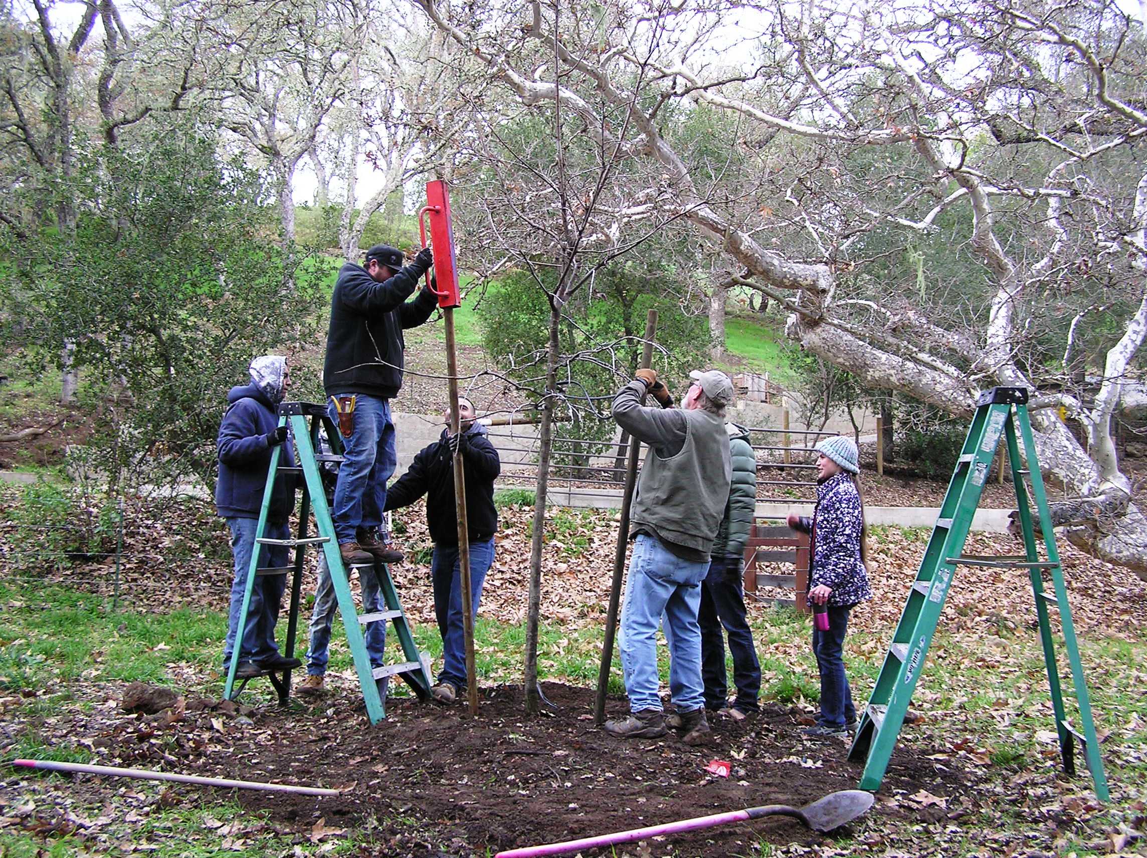 Staking the tree!